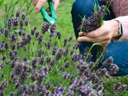 Hände schneiden Lavendel mit einer Schere, während andere Blütenstiele gesammelt werden.
