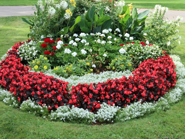 Blumenbeet mit roten, weißen und gelben Blüten in kreisförmiger Anordnung.